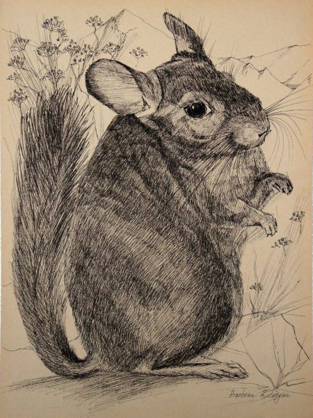 Шиншилла арт