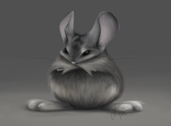 Мультяшные шиншиллы