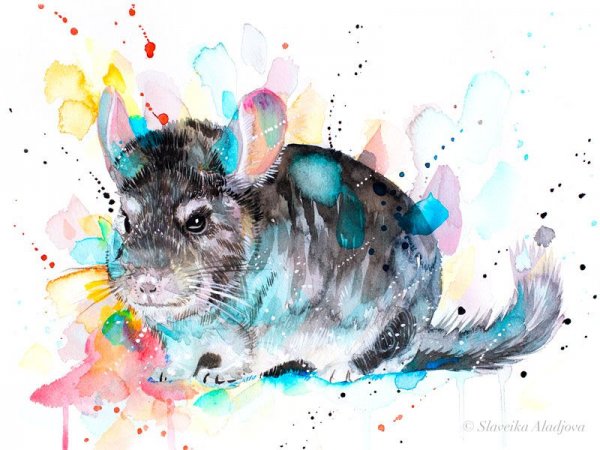 Милые рисунки шиншилл