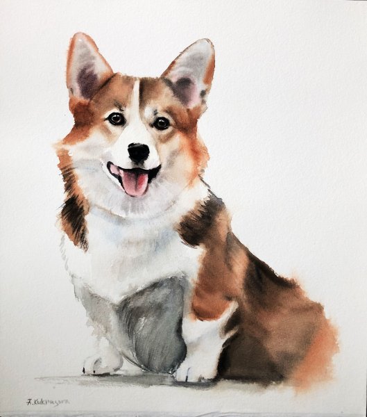 Вельш корги пемброк акварелью