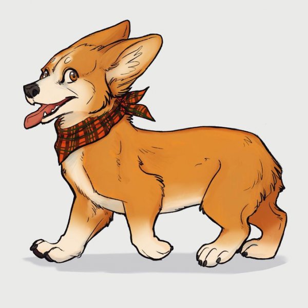 Вельш корги референс