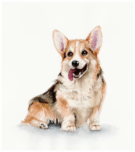 Картина вельш корги