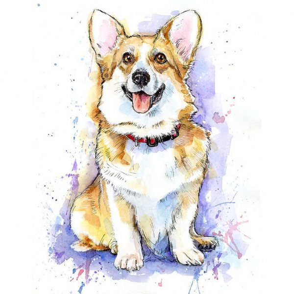 Корги пемброк скетч