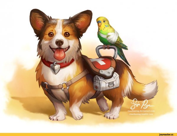 Корги аниме