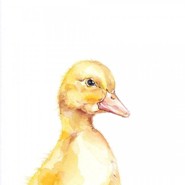 Иллюстрация утенок акварель
