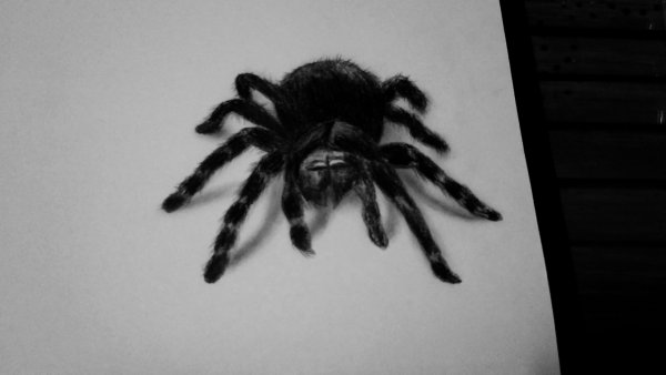 Тарантул арт