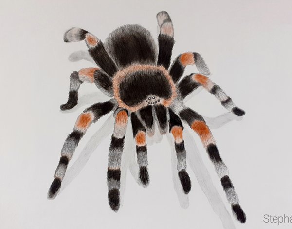 Паук птицеед