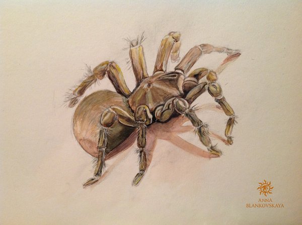 Тарантул акварель