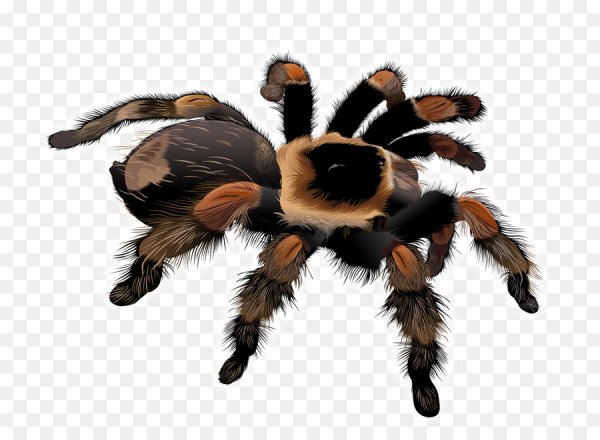 Тарантул арт