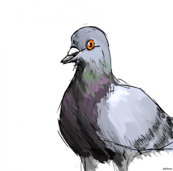 Голубь Наташа