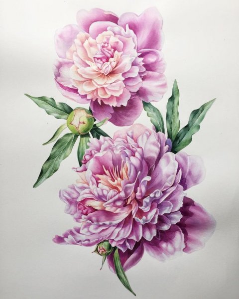 Цветы пионы акварель