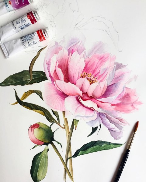 Пионы скетчинг акварель