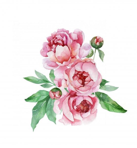 Акварельные цветы на прозрачном фоне