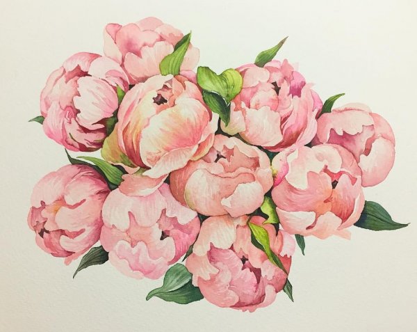 Пионы акварель