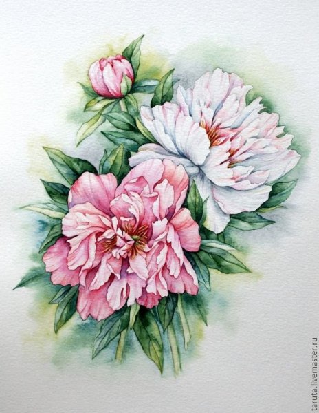Акварель Тюлькина пионы