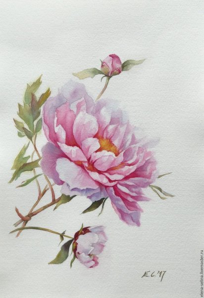 Акварель Тюлькина пионы