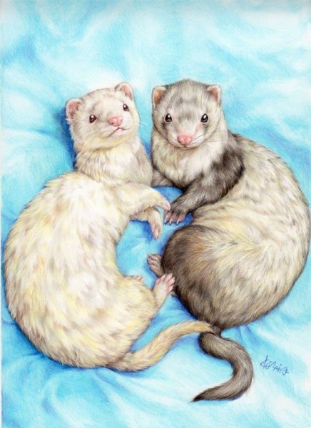 Нарисовать хорька