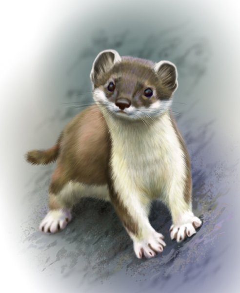 Хорек для детей