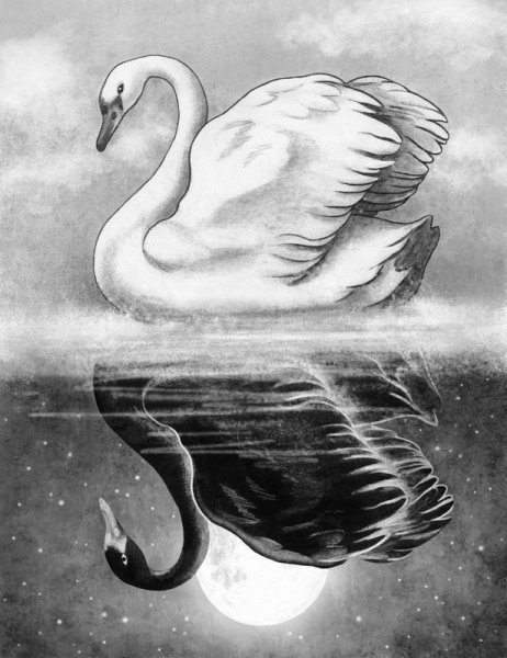 Лебедь карандашом