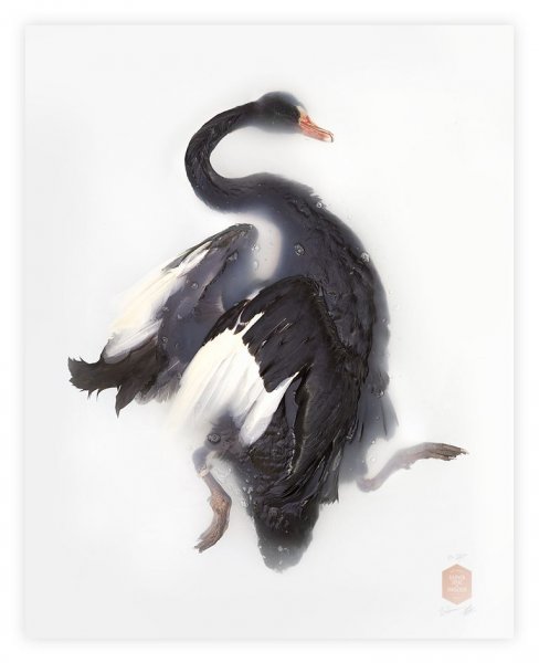 Черный лебедь тату