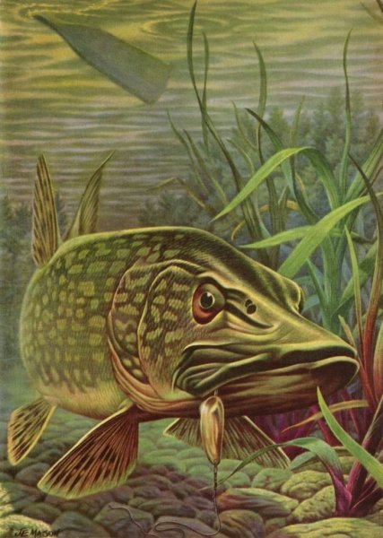 Щука живопись