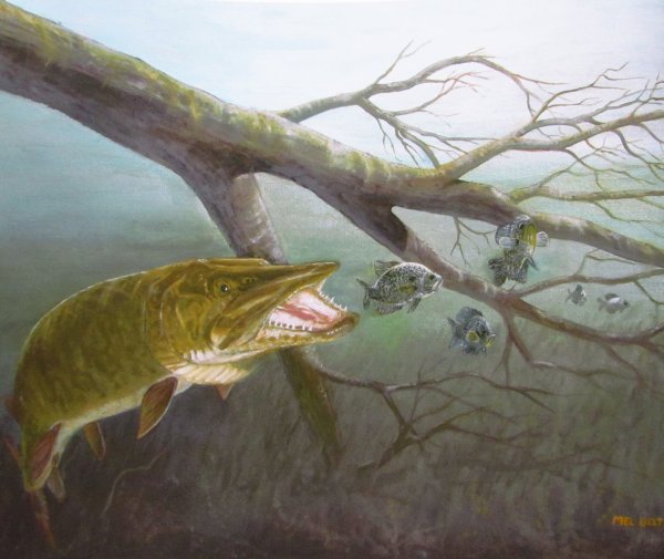 Щука картина