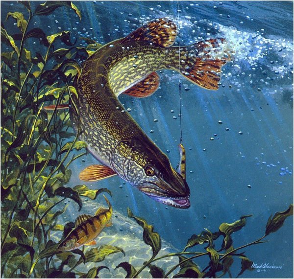 Щука картина