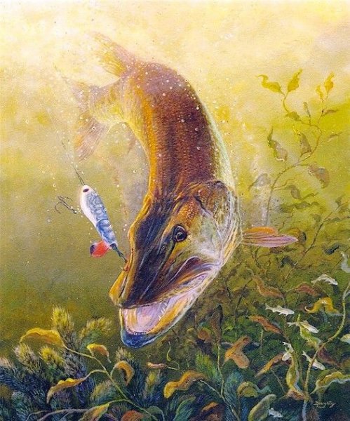 Щука рыба картина