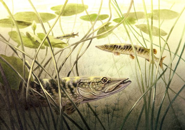 Щука живопись