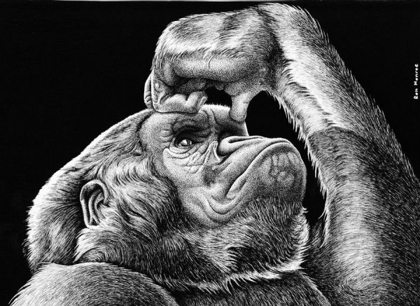Гориллы арт карандашом
