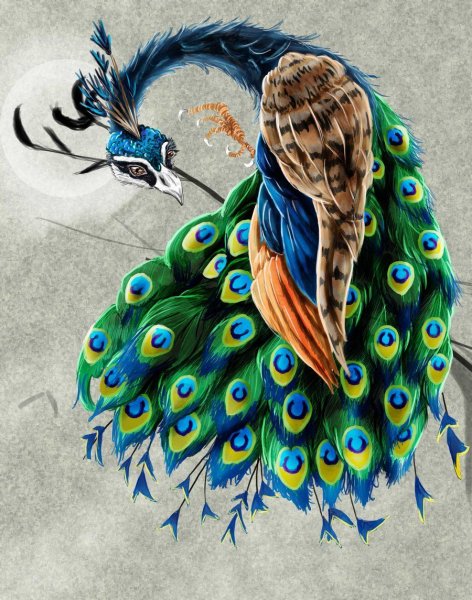 Феникс Павлин