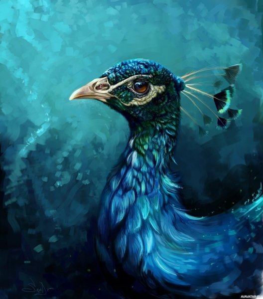 Павлин красивый рисунок