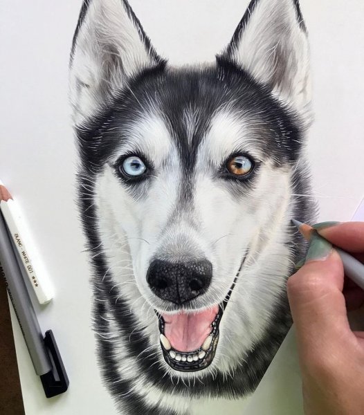 Собаки арт мультяшный