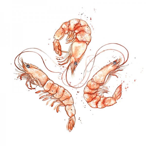 Креветка скетч