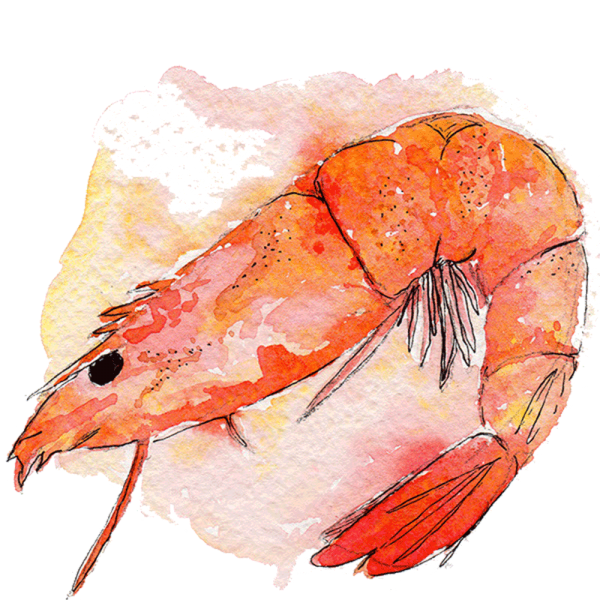 Креветка акварелью