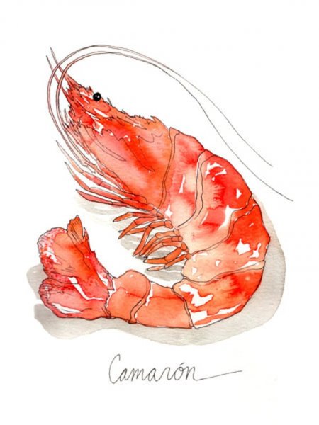 Креветка акварелью
