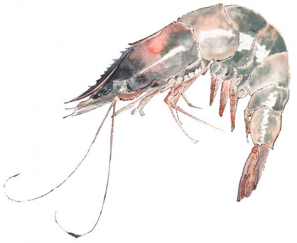 Красивые рисунки креветок