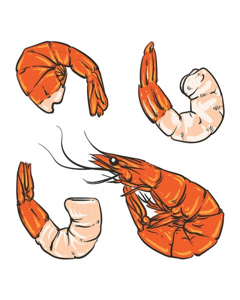 Креветка для срисовки