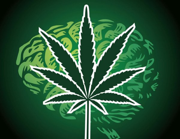 Изображение конопли