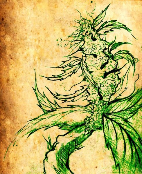 Набросок марихуана