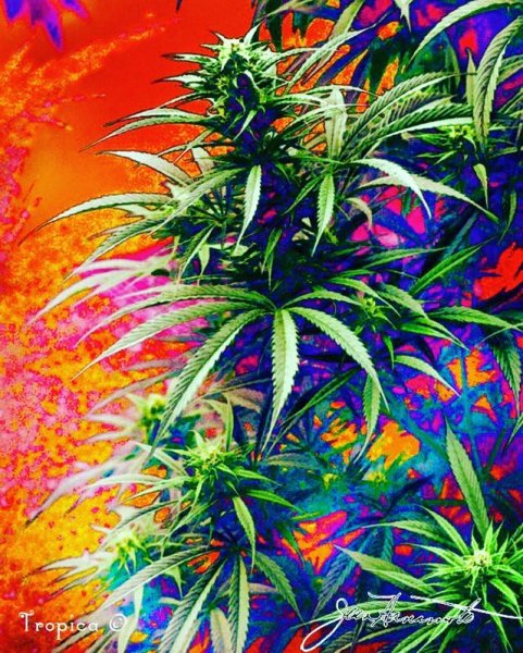 Марихуана картина