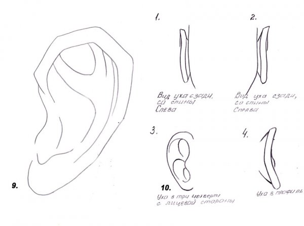 Как рисовать уши аниме
