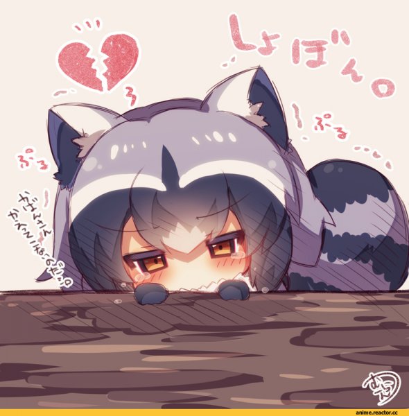 Raccoon аниме