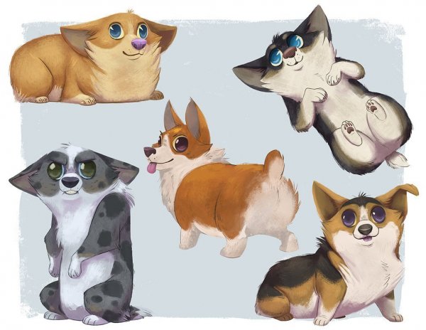 Вельш корги референс