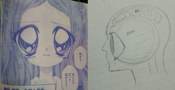 Смешная анатомия аниме