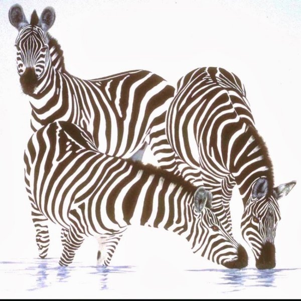 Вышивка крестом схемы бесплатно Зебра