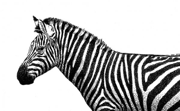 Зебра в клеточку раскраска