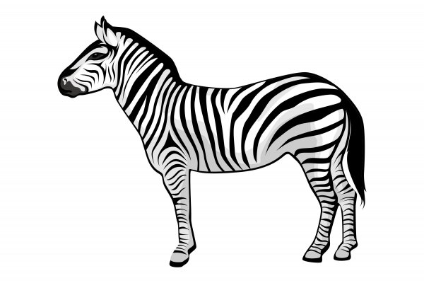 Зебра в клеточку на белом фоне