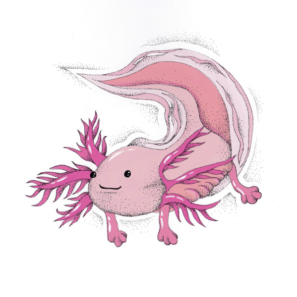 Аксолотль майнкрафт арт