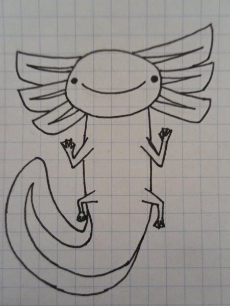 Тритон аксолотль рисунок